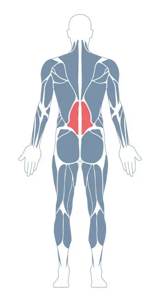 Vector illustration of Muscular System. Human Body. Male Anatomy. Athletyc Fitness Trainig Gym Workout Vector Illustration. Back View. Dorsi muscles