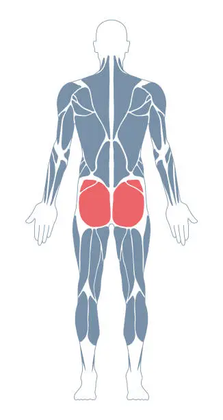 Vector illustration of Muscular System. Human Body. Male Anatomy. Athletyc Fitness Trainig Gym Workout Vector Illustration. Back View. Gluteal Muscles