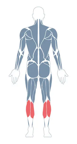 Vector illustration of Muscular System. Human Body. Male Anatomy. Athletyc Fitness Trainig Gym Workout Vector Illustration. Back View. Calf Muscles