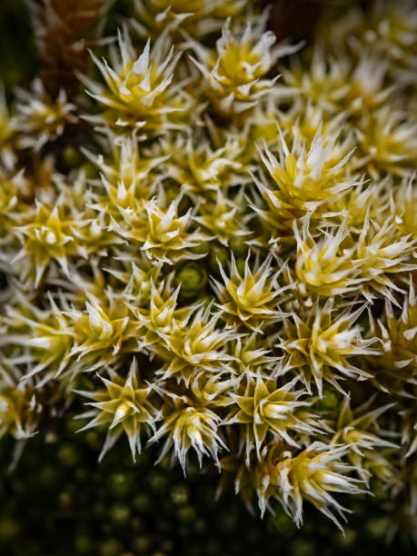 istock Detailed view of a moss plant 1479094881