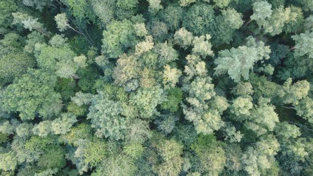 istock Aerial view of a forest with lush green trees 1479094991