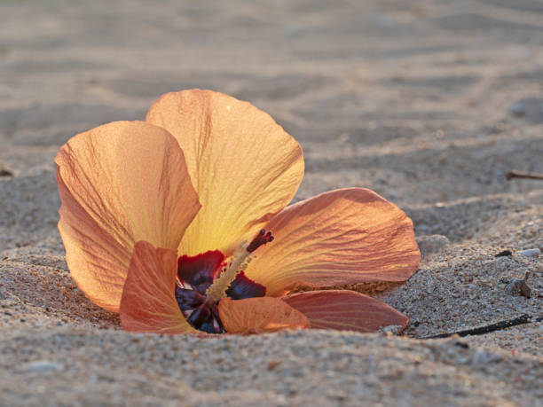 istock Hibiscus flower in the sand 1479095213