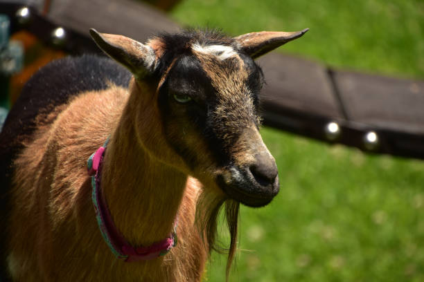 istock Young Billy Goat with a Beard on a Farm 1479095222