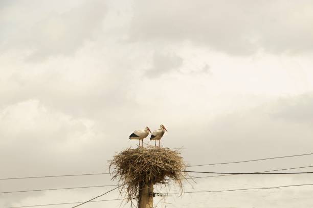 istock Storks perched atop a nest on a pole beneath a telephone line with a cloudy sky in the backdrop 1479095611