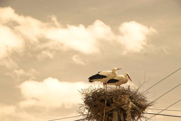 istock Closeup of two storks perched on a nest beneath a telephone line, cloudy sky in the backdrop 1479095629