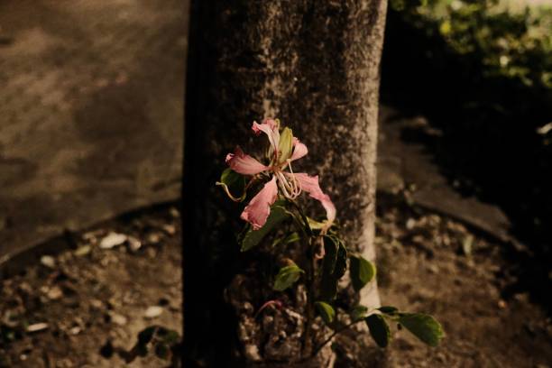 istock Small flower blooming next to a tree trunk, with a bright and vibrant pink color. 1479095804