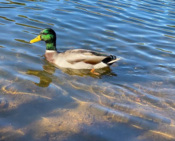 istock Mallard duck gliding gracefully through a tranquil lake 1479096527