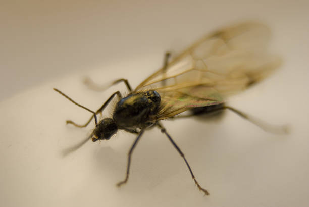 istock Selective shot of a flying ant o the blurred background 1479097179