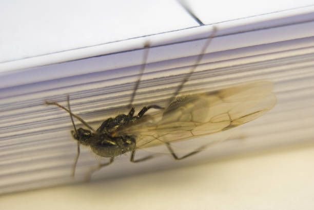 istock Selective shot of a flying ant on the white background 1479097183