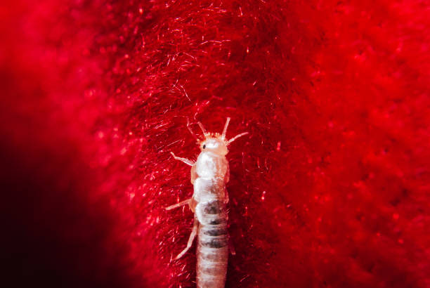 A closeup shot of a small, primitive, wingless insect silverfish on the red background