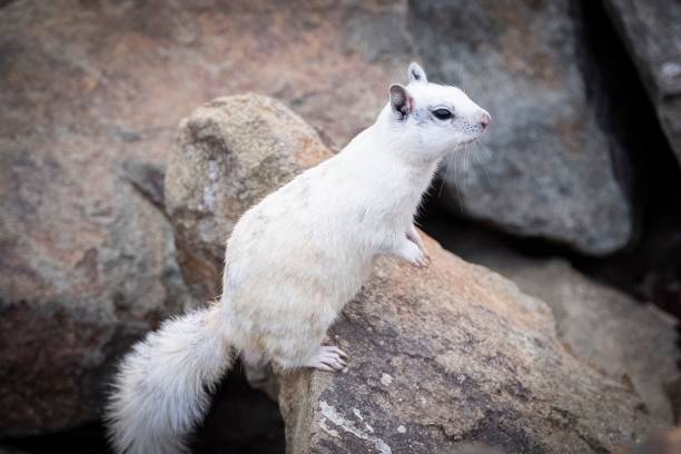 istock Close-up shot of a white Squirrel on a rock looking around 1479097833