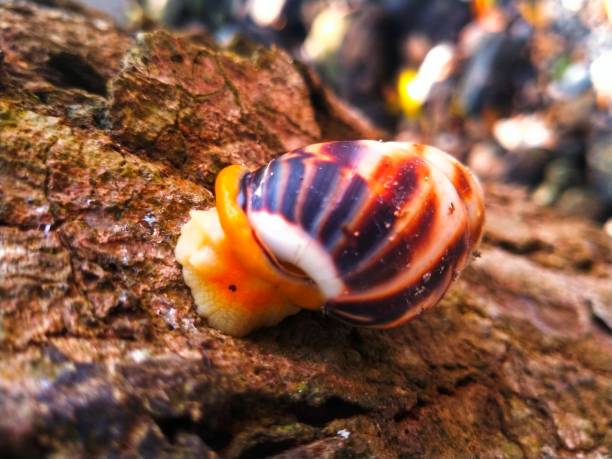 istock Beautiful little snail walking on the tree 1479097974