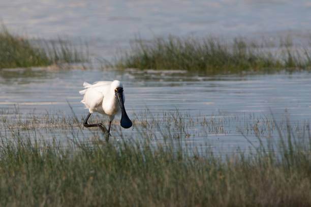 연못가에 앉은 검은 얼굴의 저어새 - black faced spoonbill 뉴스 사진 이미지