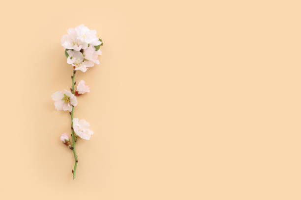 istock image of spring white cherry blossoms tree over yellow pastel background 1479098200