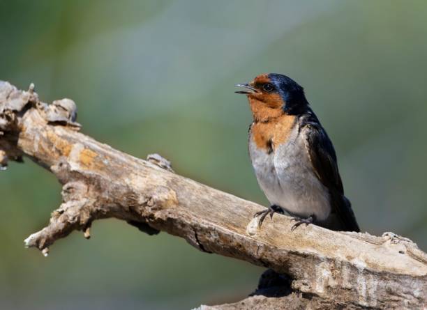 istock Welcome swallow bird perched atop a tree branc 1479098333