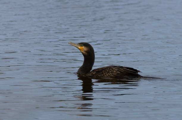 istock Great cormorant bird swimming in a lake 1479098334