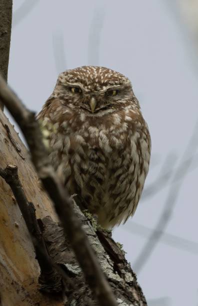 istock Closeup of an owl perched on a thick, bare tree branch 1479098337