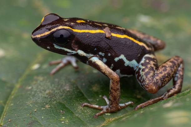 istock Amphibian, a green frog atop a green leaf 1479098910