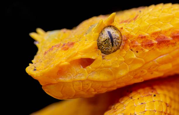 istock Bright yellow snake, coiled around itself and set against a black background 1479098927