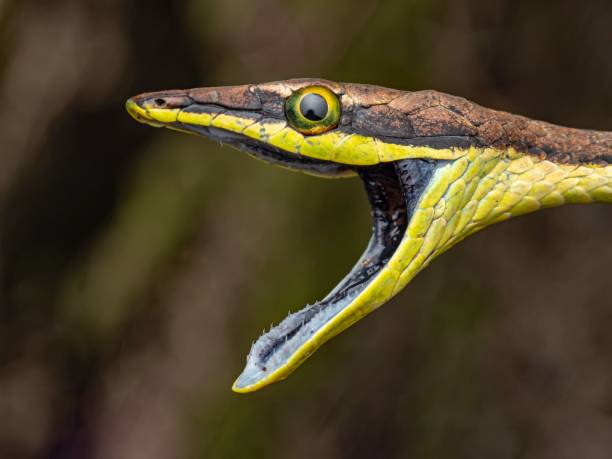 istock Closeup of a snake revealed through a mouth open wide, showcasing its sharp teeth and long tongue 1479098931