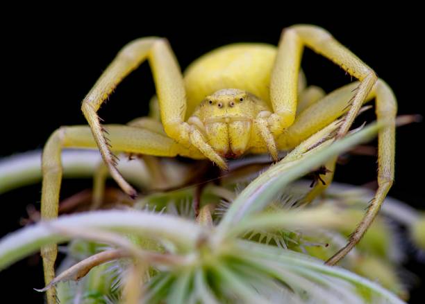 istock Closeup of a yellow spider on a blurred background 1479098941
