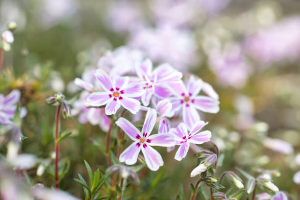 istock Cute pink moss phlox starting to bloom 1479099797