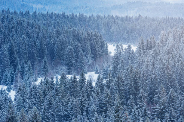 istock Spruce trees forest in the mountains at winter morning. 1479100006