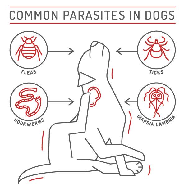 ilustrações, clipart, desenhos animados e ícones de parasitas externos e internos comuns em cães. - mite allergy