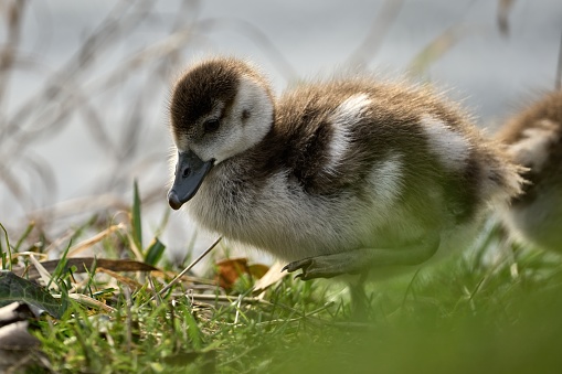 Egyptian goose, Alopochen aegyptiaca, anatidae