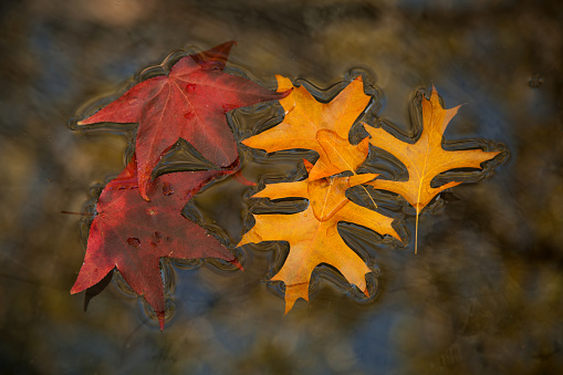 Horizontal shot of red and yellow liquidamber and pin oak autumn leaves floating on water in a dark pond .
