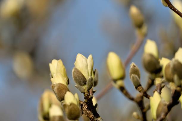 buds of yellow magnolias on a branch - focus on foreground magnolia branch blooming imagens e fotografias de stock