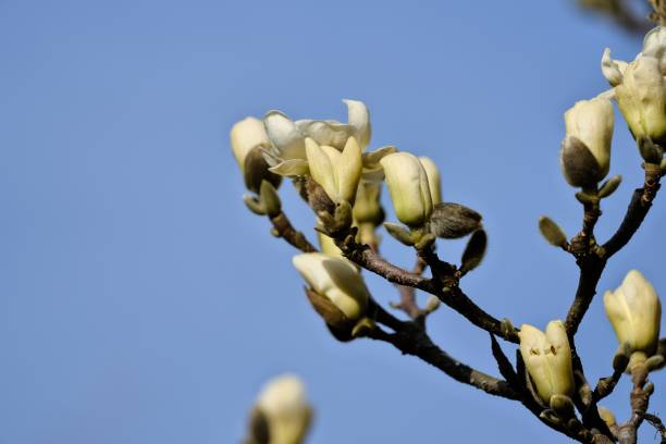 buds of yellow magnolias on a branch - focus on foreground magnolia branch blooming imagens e fotografias de stock