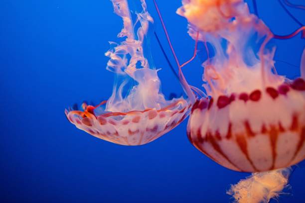 istock Jellyfish peacefully drifting through a crystal clear blue ocean 1479103738