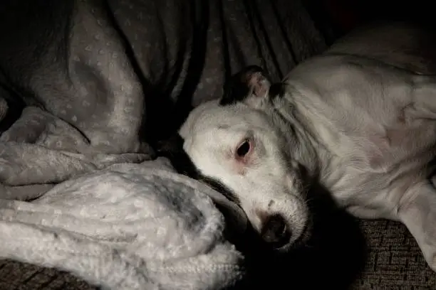 A sleeping black and white Dog lies on a bed in a dark-lit room, snuggled up against a pillow
