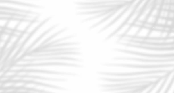istock Realistic blurred natural light leaves, palm and window shadow overlay on wall paper or frames texture, abstract background, summer, spring, autumn for product presentation podium and mockup seasonal. 1479103937