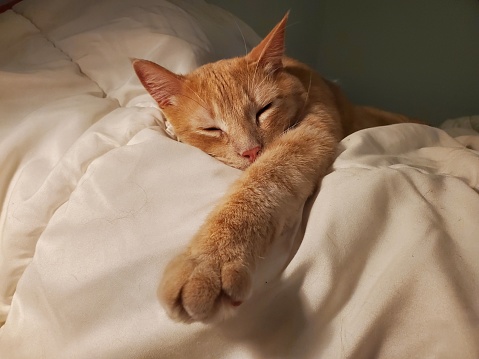 A domestic orange tabby cat is taking a restful nap atop a cozy bed of white blankets and pillows