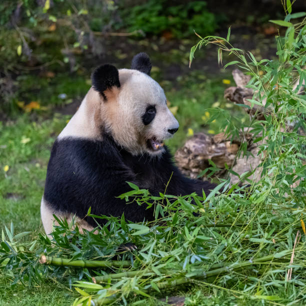 istock A giant panda, portrait 1479104847