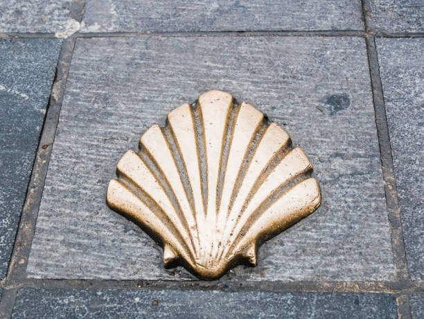 istock Closeup shot of a Pilgrim shell on pavement 1479104941