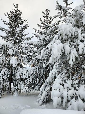 A winter landscape featuring a stand of coniferous trees, covered in a layer of snow