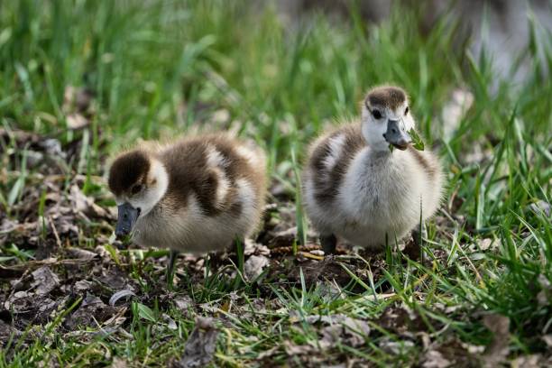 istock two cute fluffy little Egyptian goose chicks are eating grass 1479105839