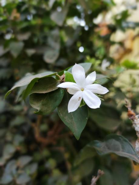 istock Closeup of a single white flower on the bush 1479105880