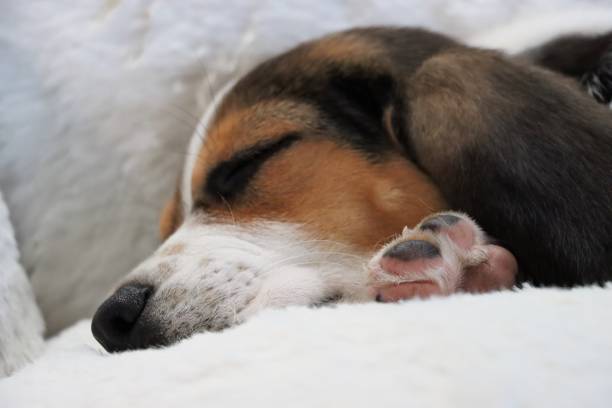 istock a beagle is resting his head on the side of a white sofa 1479105902