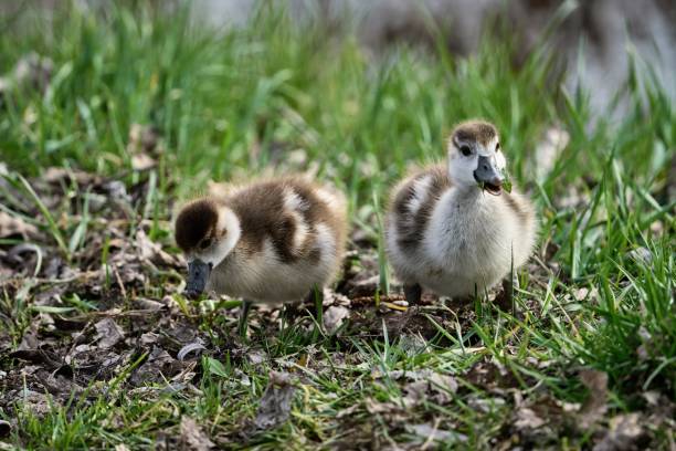 istock two cute fluffy little Egyptian goose chicks are eating grass 1479105927