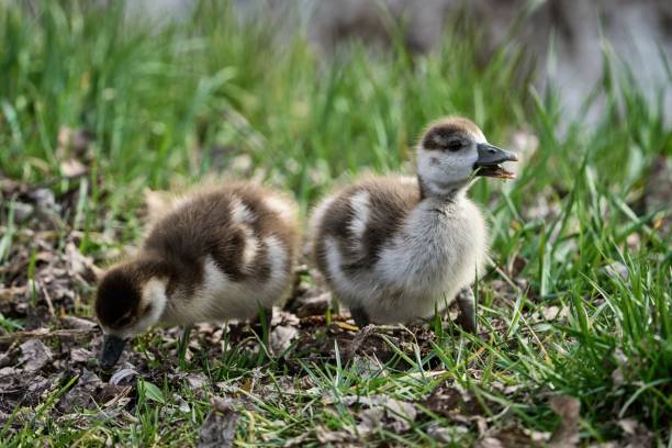 istock two cute little Egyptian goose chicks are looking for food 1479106209