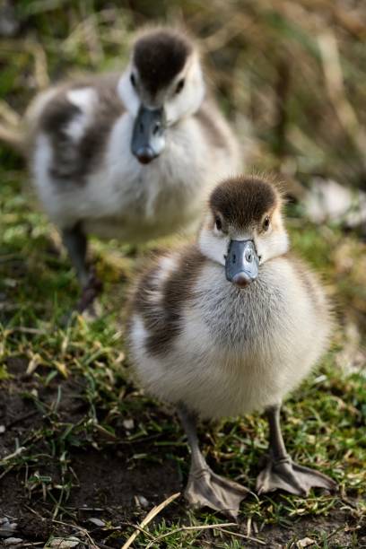 istock two cute little Egyptian goose chicks look at the camera 1479107654