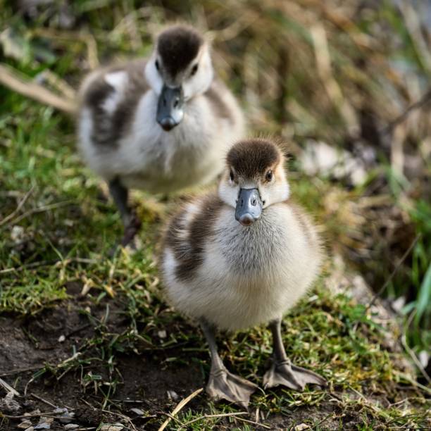 istock two cute little Egyptian goose chicks look at the camera 1479107701