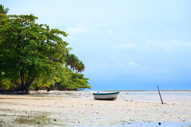 istock Tropical vegetation and beach sand. Clear blue sky 1479108202