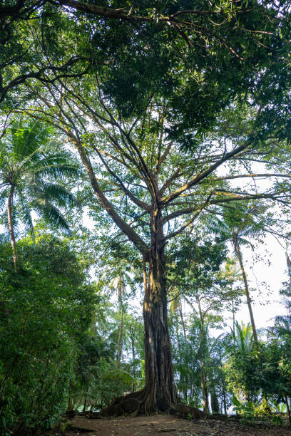 istock tree in the jungle in Costa Rica 1479108988