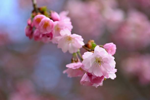 istock Flowering tree. Beautiful spring background with nature. Colorful flowers in spring time. 1479109205