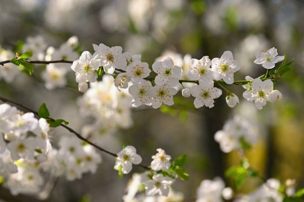 istock Flowering tree. Beautiful spring background with nature. Colorful flowers in spring time. 1479109774